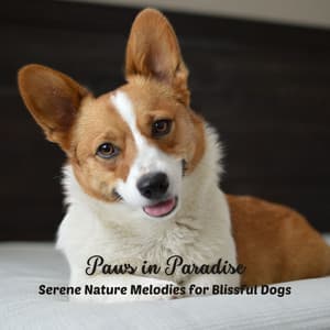 Paws in Paradise: Serene Nature Melodies for Blissful Dogs - Non-stop Nature Channel