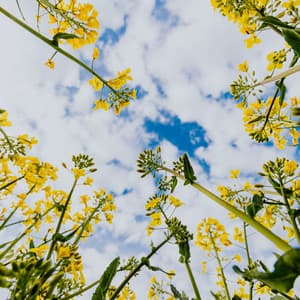 100 Paths To Wellness: One Day At A Time - Spa Music Relaxation