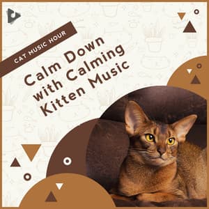 Calm Down with Calming Kitten Music - Cat Music Hour