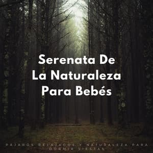 Serenata De La Naturaleza Para Bebés: Pájaros Relajados Y Naturaleza Para Dormir Siestas - Pájaros de la noche