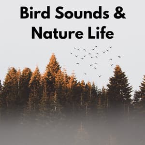 Bird Sounds & Nature Life - Bird Sound Collectors