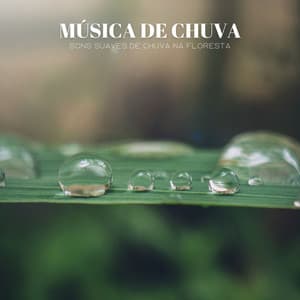 Música De Chuva: Sons Suaves De Chuva Na Floresta - Música Relax para Bares