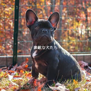 素敵な犬たち - Bebop Jazz