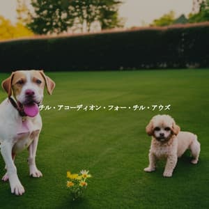 チル・アコーディオン・フォー・チル・アウズ - Musica di Sottofondo Jazz