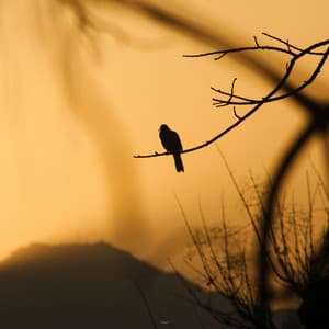 777 Hz Financial Freedom - Solfeggio Miracle Frequencies