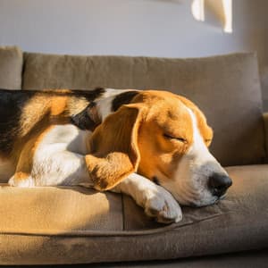 Canción De Cuna Para Cachorros: Música Lofi Para Perros Dormilones - Agua de olas tranquilas