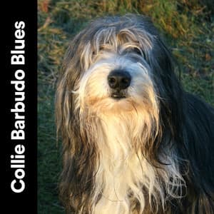 Collie Barbudo Blues - Mascotas tranquilas
