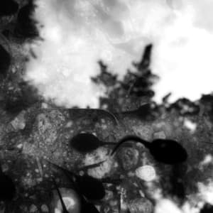 P V T - Charlemagne Palestine