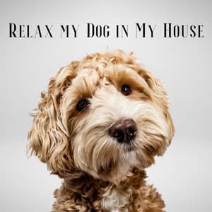 Relax my Dog in My House - Dog & Calm