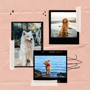 Music for The Relaxed Dog - High Class Trumpet, Soprano Sax, Tenor Sax and Guitar - Songs for Dogs to Sleep To