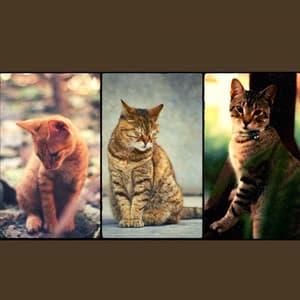 Vivacious Quartet Jazz - Background for Funny Cats - Cat Music Hour