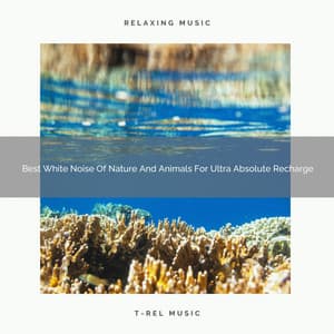Best White Noise Of Nature And Animals For Ultra Absolute Recharge - Noise Gravity