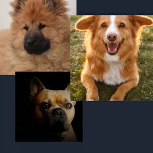 Pleasant - Cozy Dogs - Dog Jazz Music