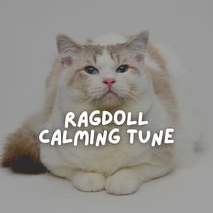 Ragdoll Calming Tune - Cat Music