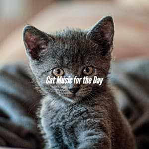 Cat Music for the Day - Cool Jazz Chill