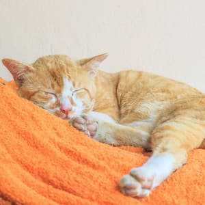 Dreamy Chill Music: Sleeping Cat Melodies with Rain - Thankful For The Rain