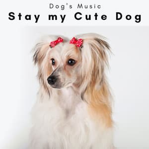 4 Paws: Stay my Cute Dog - Dog's Music