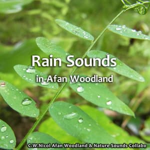 Rain Sounds in Afan Woodland - C.W. Nicol Afan Woodland