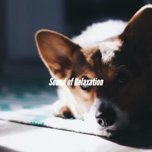 Sound of Relaxation - Classy Bossa Piano Jazz Playlist