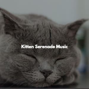 Kitten Serenade Music - Chilled Jazz Party