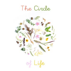 The Circle of Life - Meditation and Relaxation