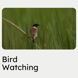 Bird Watching - Sons de la nature
