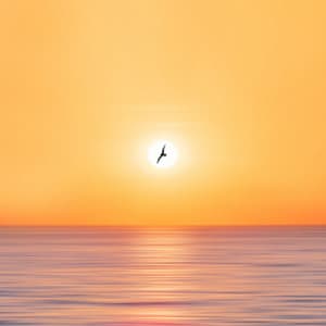 Nature's Kitty Retreat: Oceanic Serenade for Cats - Natures Orchestra