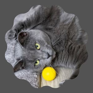 Music for Cat Training Time - Cat Music Studio