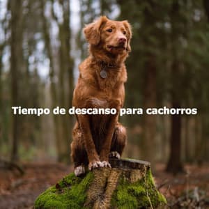 Tiempo de descanso para cachorros - Coffee Shop Lounge