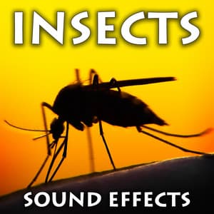 Insects Sound Effects - Sound Ideas