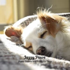 Jazzy Paws: Piano Tinkles and Tunes for Dogs - Bossa Nova Playlist for Coffeehouses