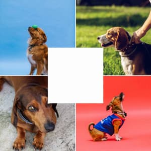 Fantastic - Music for Dogs Radio