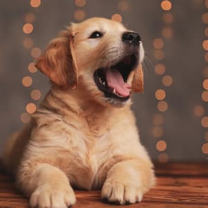 Serenading Dog Woofs: Meditative Chill White Noise Music Serenade - Quiet Sunday Morning Music