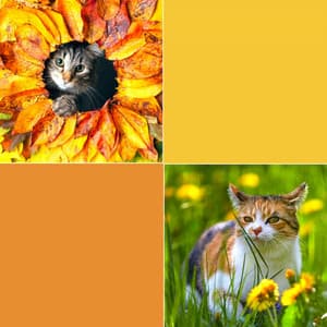 Music for My Quiet Cats - Jazz Quintet - Relaxing Music for Cats