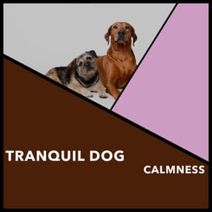 Tranquil Dog Calmness - Dogs Music Therapy