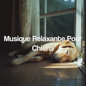 Musique Relaxante Pour Chiens - Spa Music Relaxation Meditation