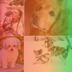 Music for Napping Dogs - Beautiful No Drums Jazz - Dog Relax