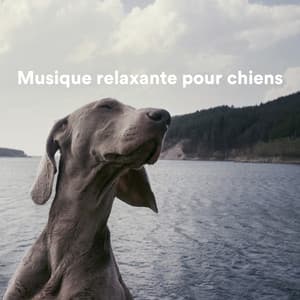 Musique relaxante pour chiens - Musique pour Chiens