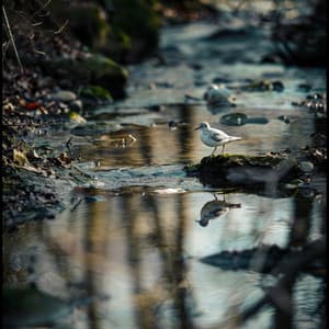 Serene Binaural Sleep Soundscape with Nature Creek and Birds - Sleeping Music Playlist