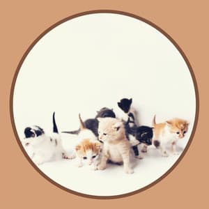 Joyful Background Music for Favorite Kittens - Soothing Cat Music