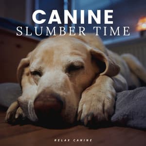Canine Slumber Time - Calm Dog Music