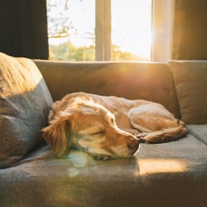 Vibras Relajantes Para Mascotas: Ritmos De Hip Hop - Domingo por la tarde