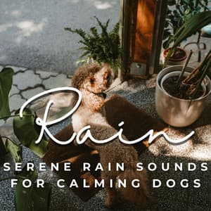 Canine Rain Serenade: Tranquil Rain Sounds for Calming Dogs - Doggy Music