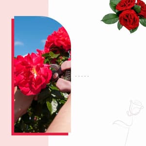 Calming Moments - Loving - Musique pour Travailler Classiques