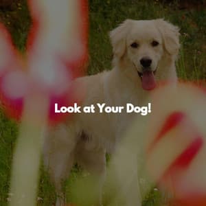 Look at Your Dog! - Chillout Jazz