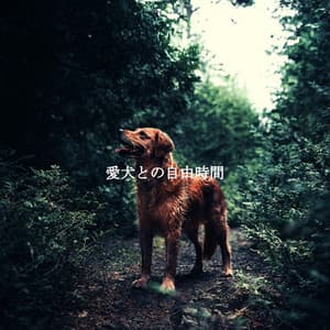 愛犬との自由時間 - Easy Listening Jazz