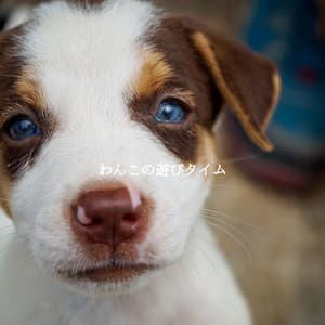 わんこの遊びタイム - Late Night Jazz Lounge