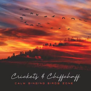 Crickets & Chiffchaff - Calm Singing Birds Zone