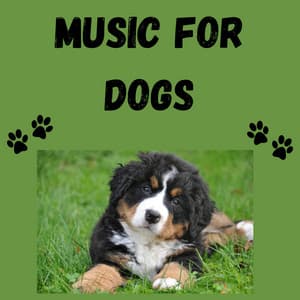 Music For Dogs - Music For Dogs