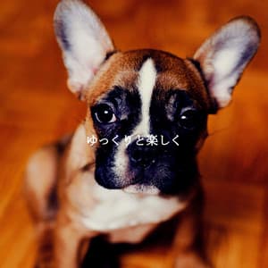 ゆっくりと楽しく - Smooth Morning Jazz